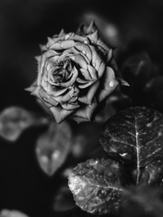 내스급-미인과 야수AU