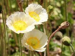 클라우드 / XY / 39 / 하늘 연구소