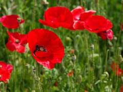 메이 데이/ XX/ 인간