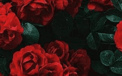 시노커 프로필 [리안 펠 에트리드]