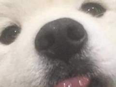 나는 내 반려견이 됐다 1화