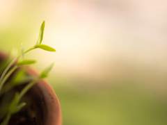 레슬리 네이피어 클레멘스 / XX /백작