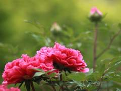 아그네스 드윈터, XX, 남작