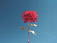 [다니선월] 로즈데이