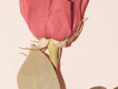 다복팔당多福八堂