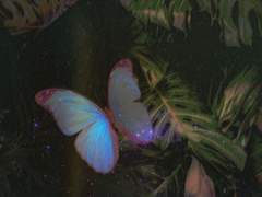 한 나비만을 위해 피는 꽃