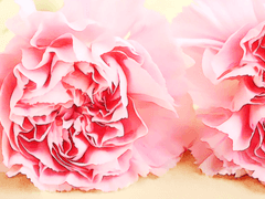 언제든 행복하시길 바랍니다