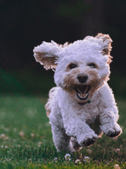 우리의 행복한 코어를 위하여 