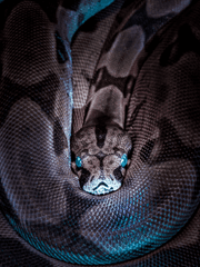 낙원을 기어가는 금수