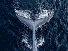 오르카는 먹이를 놓치지 않는다