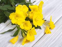 흩날리는 꽃잎! 그리고 정신머리!