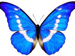 요정즈 수인학교 AU