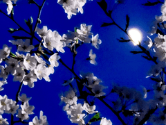 미야노 시호 살인사건