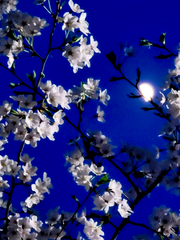 미야노 시호 살인사건