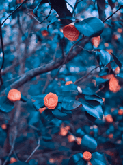 Alice in Strangeland