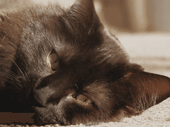 아이하라 나유/ Female/ 16