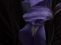 백화요란의 바다