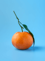 제르마 표지연재 (무료)