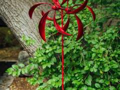 바람개비/이도은