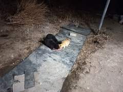 할머니께 부탁하마!