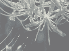 네 알량한 동정심 따위,