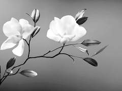 [𝐏𝐫𝐨𝐟𝐢𝐥𝐞] 백 목련 男 17歳