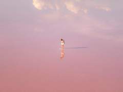 분홍 호수의 꿈을 꾸었어