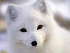 여우야, 여우야. 괘씸한 것인지 아닌지 정체를 드러내라.