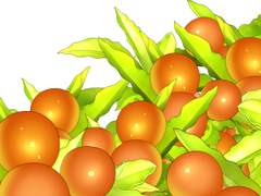 옥천앵두 브러쉬