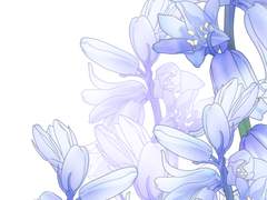 스페니쉬 블루벨