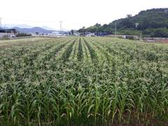 꽃향기를 찾아서