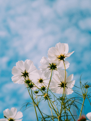 봄을 부르는 방법