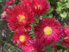 히치즈카이 링고 | 3학년 | XX