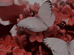 夢中相尋 몽중상심