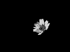 죽음으로서 이어가리라