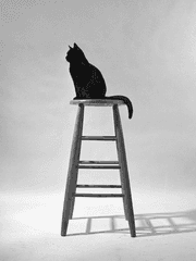 검은 고양이는 부드러워