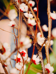 꽃 피는 봄이 오면