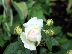 백하양 | 미술과(서양화) | 17