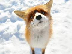 [TFA] 여우와 프라울