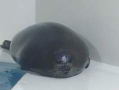 [필독]🐠 심해수족관 관람법 🐟