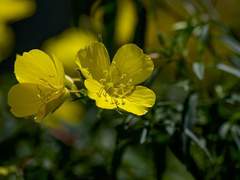 내 그대를 한 여름날에 비겨볼까?