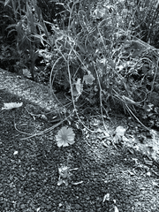 [쿠로닷치] 네임버스로 진부한 거