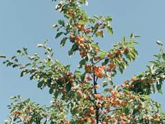 빛나는 사과나무의 주인아,