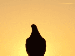 “나는 안 걸리겠지”가 통하지 않는 보이스피싱 범죄