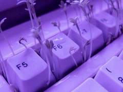 𝑨 𝑻𝒉𝒚𝒎𝒆