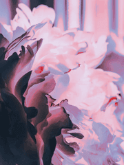 𝒥𝓊𝓁𝒾𝒶 𝒮ℯ𝒾𝒹ℯ𝓁 𝒫𝒾𝒶 ℋℯ𝒾𝒹ℯ𝓇