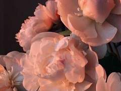 [프란시아 아멜/XX/22]