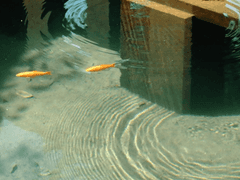 감성충과 감성인간