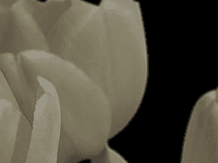 검은 꽃은 불길의 상징이니,