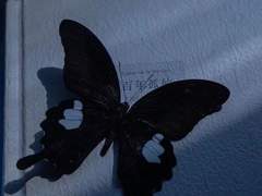 나의 태몽은 불꽃이 춤을 추던 꿈이었다.